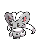 Cinccino